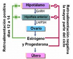Fisioterapia y Osteopatía villena ciclo menstrual